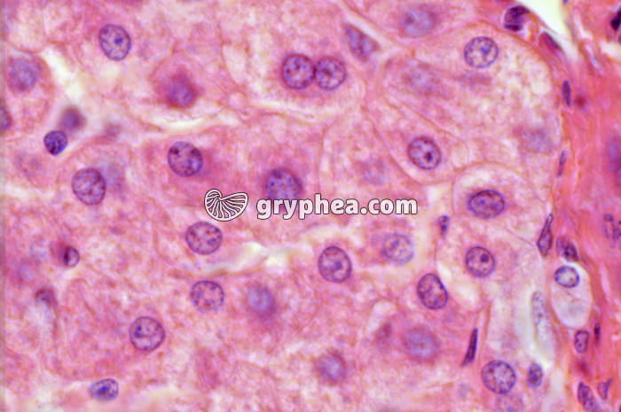 Foie x400 - gryphea.org